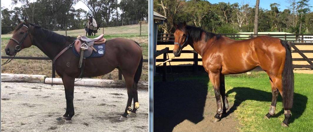 Thoroughbred before and after The Naturalcare Co - Joint Nutritional Support